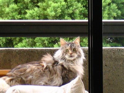 The Maine Coons