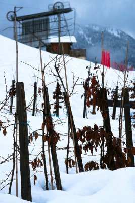 Cernix-IMG_4748.jpg
