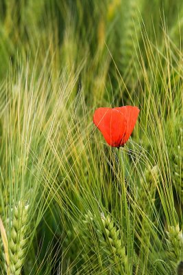 cyclauto-34-IMG_5770.jpg