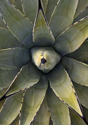 _MG_9129-Agave  Close Up