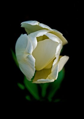 MG_0147 White Tulip