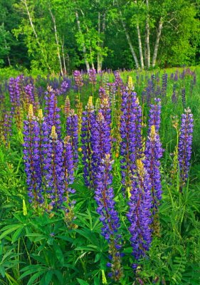 _MG_0179 Lupine Verticle (Please pick a favorite from this gallery)