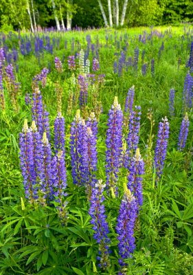 _MG_0180 Lupine (Please pick a favorite from this gallery)