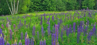 _MG_0189 Lupine Pano ( Please pick a favorite from this gallery)