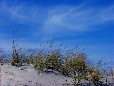 Dunes  Cape Henlopen SP