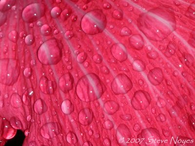 Waterdrops on Hibiscus