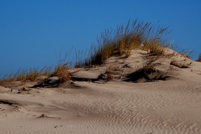 Cape Henlopen Dunes