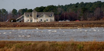 Blackwater National Wildlife Refuge