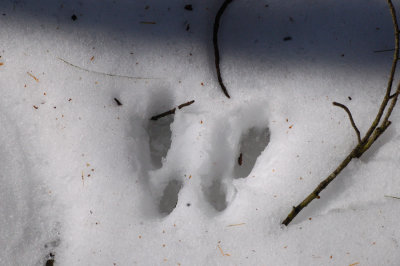 Rabbit Tracks in Snow