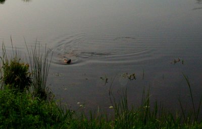 Beaver at Mabbott Pond