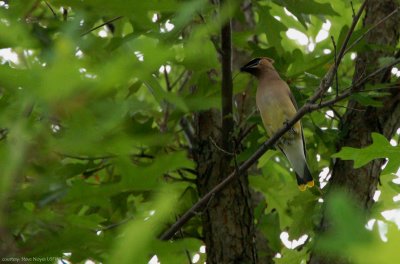 Cedar Waxwing