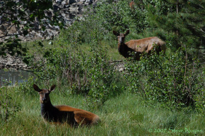 Elk