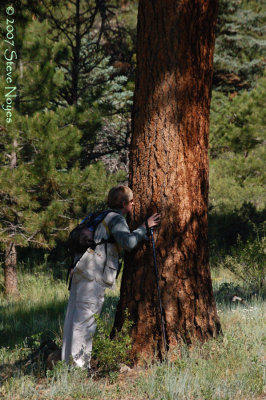 Tree Smell