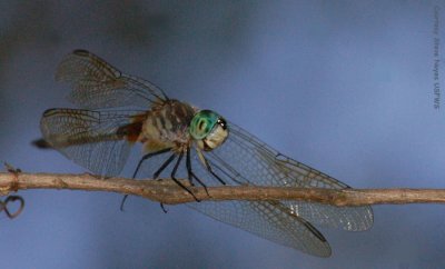 BlueDasher Dragonfly