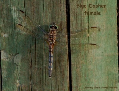 Blue Dasher Dragonfly- fem