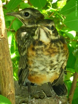 Robin Nestlings