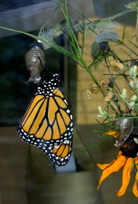 monarch-just emerged