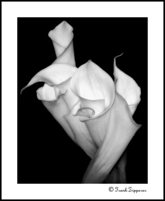 Clutch of Calla Lilies (LE107)