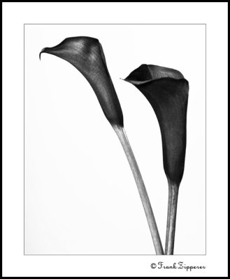 Pair of Black Calla Lilies (LE117)