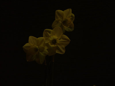 Three Daffodils0(Original from card-not of much use as is)