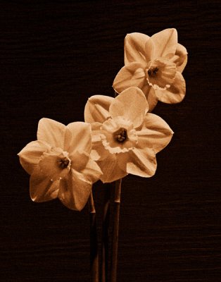 Three Daffodils2 (Converted to B&W and applied a Sepia overlay)