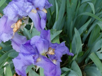 Last of the Iris for the year.