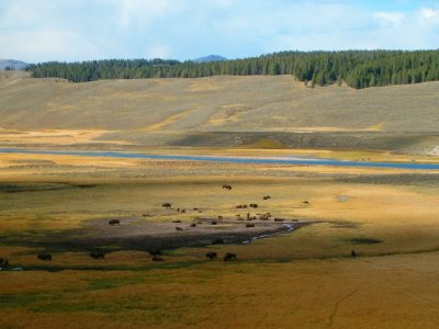 Buffalo grazing in Yellowstone.
