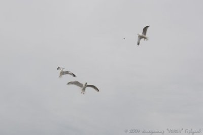 IMG_0967.jpg