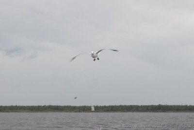 IMG_0968.jpg
