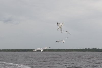 IMG_0970.jpg