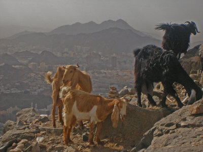  meccans goats near the cave of hiraa