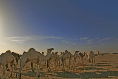 The Camel Market.