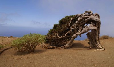 El Pinar:Et kendt tr som vokser p sydspidsen af den sydligste af
de Kanariske er-El Hierro.