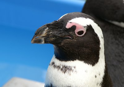 Pingviner i Benneweis