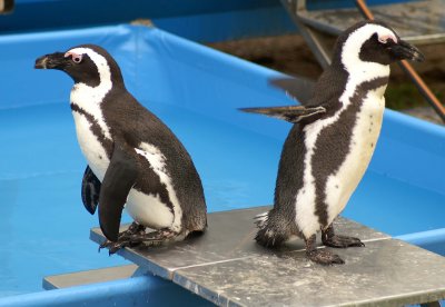 Pingviner i Benneweis