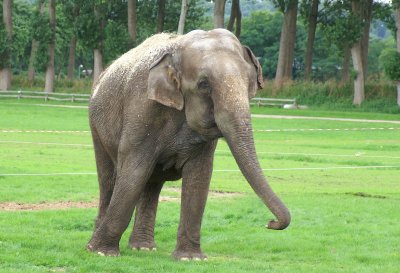 Elefant i cirkus Benneweis-Aabenraa