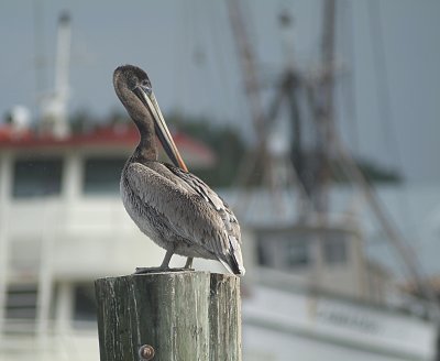 cumberland_island