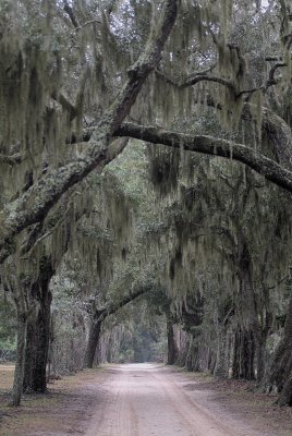 cumberland_island