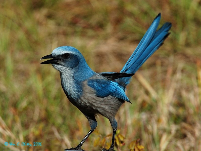 SeminoleSFScrubJay.jpg