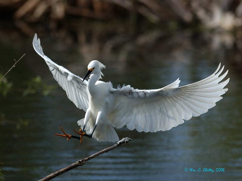 Snowy Egret.jpg