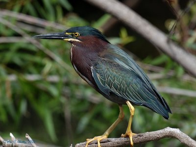 Little Green Heron Shark Valley.jpg