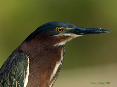 Little Green Heron.jpg