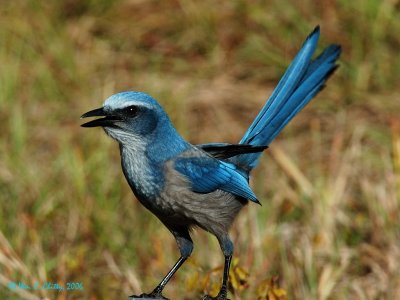SeminoleSFScrubJay.jpg