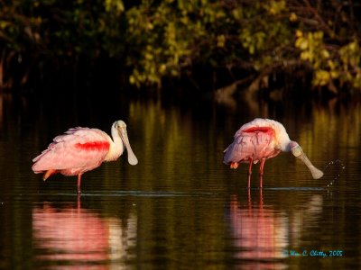 Spoonbills.jpg