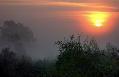 Etoniah Creek State Forest Foggy Sunrise.jpg