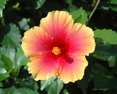 Hibiscus2  6-07.jpg