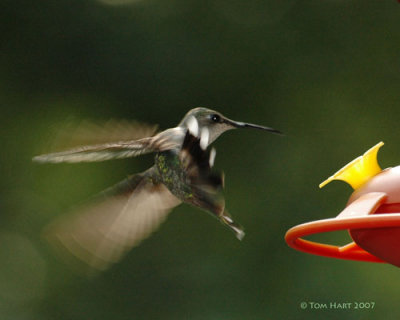 Hummingbird 7-07.jpg