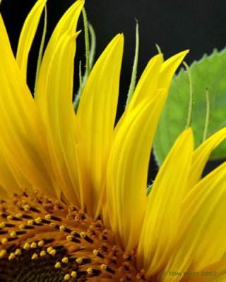 Sunflower Closeup II 7-07.jpg