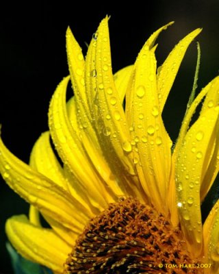 Sunflower Closeup III 7-07.jpg