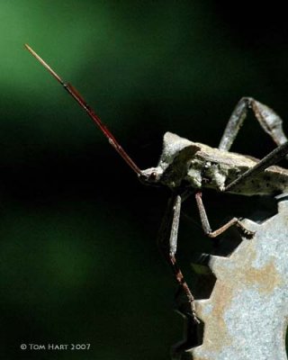 Stinkbug & Like Species